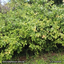Chinesische Scheinquitte (Chaenomeles speciosa)