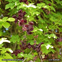 Fingerblättrige Akebie (Akebia quinata)