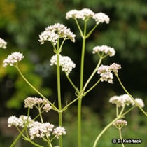 Arznei-Baldrian (Valeriana officinalis), Wuchsform