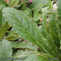 Klebriger Chinafingerhut (Rehmannia glutinosa), Blatt