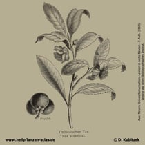 Tee-Strauch; Camellia sinensis; Historisches Bild