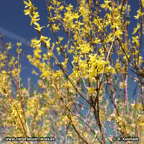 Hänge-Forsythie (Forsythia suspensa) blühend im März
