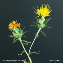 Färberdistel (Färbersaflor, Carthamus tinctorius)