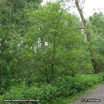 Zweigriffeliger Weißdorn (Crataegus laevigata), Standort, hier in einem Auwald in einer Rhein-Aue (Nordrhein-Westfalen).