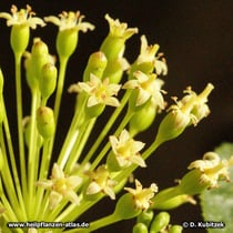 Taigawurzel (Eleutherococcus senticosus), Blüten