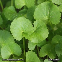 Asiatischer Wassernabel ("Gotu Kola", Centella asiatica), Wassernabelkraut Blätter