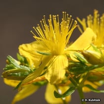 Johanniskraut (Hypericum perforatum)