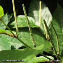 Langer Pfeffer (Piper longum), Früchte