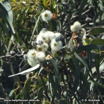 Eukalyptus Blüten und Früchte