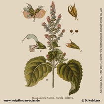 Muskatellersalbei, Salvia sclarea, Historisches Bild