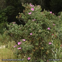 Kretische Zistrose (Cistus creticus), Wuchsform Strauch
