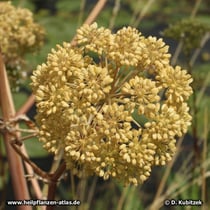 Echte Engelwurz (Angelica archangelica), Fruchtstand
