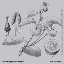 Orange, Historisches Bild.