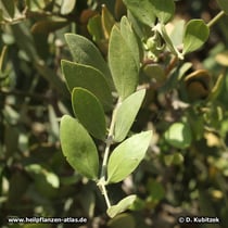 Jojoba (Simmondsia chinensis)