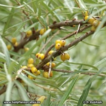 Sanddorn (Hippophaë rhamnoides) 