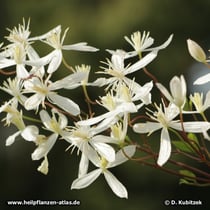 Clematis mandshurica