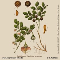 Heidelbeere; Vaccinium myrtillus; Historisches Bild