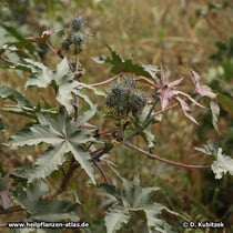 Rizinus (Ricinus communis), Zweig mit Samenkapseln