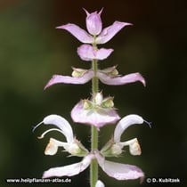 Muskatellersalbei (Salvia sclarea), Blüten und Hochblätter