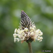 Spitz-Wegerich (Plantago lanceolata)