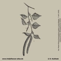 Gewöhnliche Birke; Betula pendula; Historisches Bild