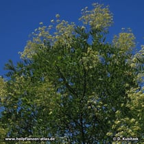 Der Japanische Pagodenbaum (Japanischer Schnurbaum, Styphnolobium japonicum, Sophora japonica) ist in Parks und an Straßen zu finden. Er blüht ungewöhnlich spät im Sommer (August, September).