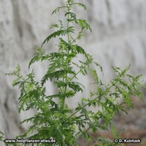 Einjähriger Beifuß (Artemisia annua) wächst stark verzweigt