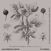 Purgier-Kreuzdorn (Rhamnus catharticus), Historisches Bild