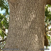 Stamm einer älteren Schmalblättrigen Esche (Fraxinus angustifolia)