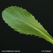 Kalifornisches Gummikraut (Grindelia robusta), Blatt