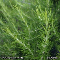 Rosmarin (Rosmarinus officinalis), Zweige