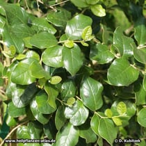 Boldo (Peumus boldus)