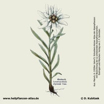 Alpen-Edelweiss (Leontopodium nivale ssp. alpinum). Historisches Bild.