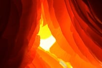 Ranunkel im Rotlicht