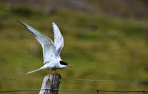 Kria an der Straße 63