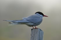 Kria an der Straße 63