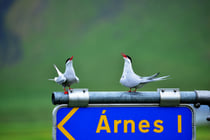 Krias an der Straße 643 bei Arnes