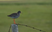 Rotschenkel irgendwo in den Westfjorden