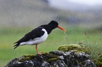 Austernfischer im Regen