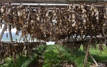 An der Straße nach Flateyri