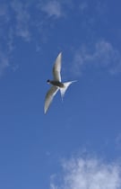 Kria irgendwo auf Island