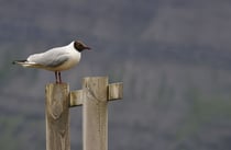 Lachmöve an der Straße 63