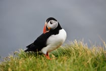 Puffin am Latrabjarg