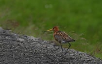 Uferschnepfe, Vatnsnes