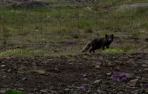 Polarfuchs auf Vatnsnes