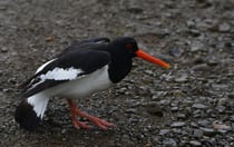 Austernfischer an der Straße 624 nach Nupur