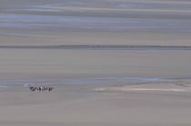 Mont St-Michel, Ebbe