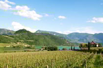 Weinberge bei Kaltern