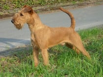 Poker von der Kätkenburg