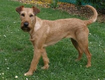 Ballinderry's Glynis (Gina)